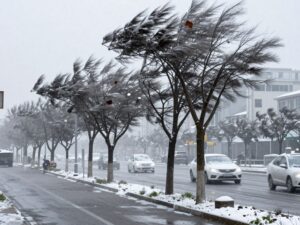 Windswept trees in Houston during a cold front.